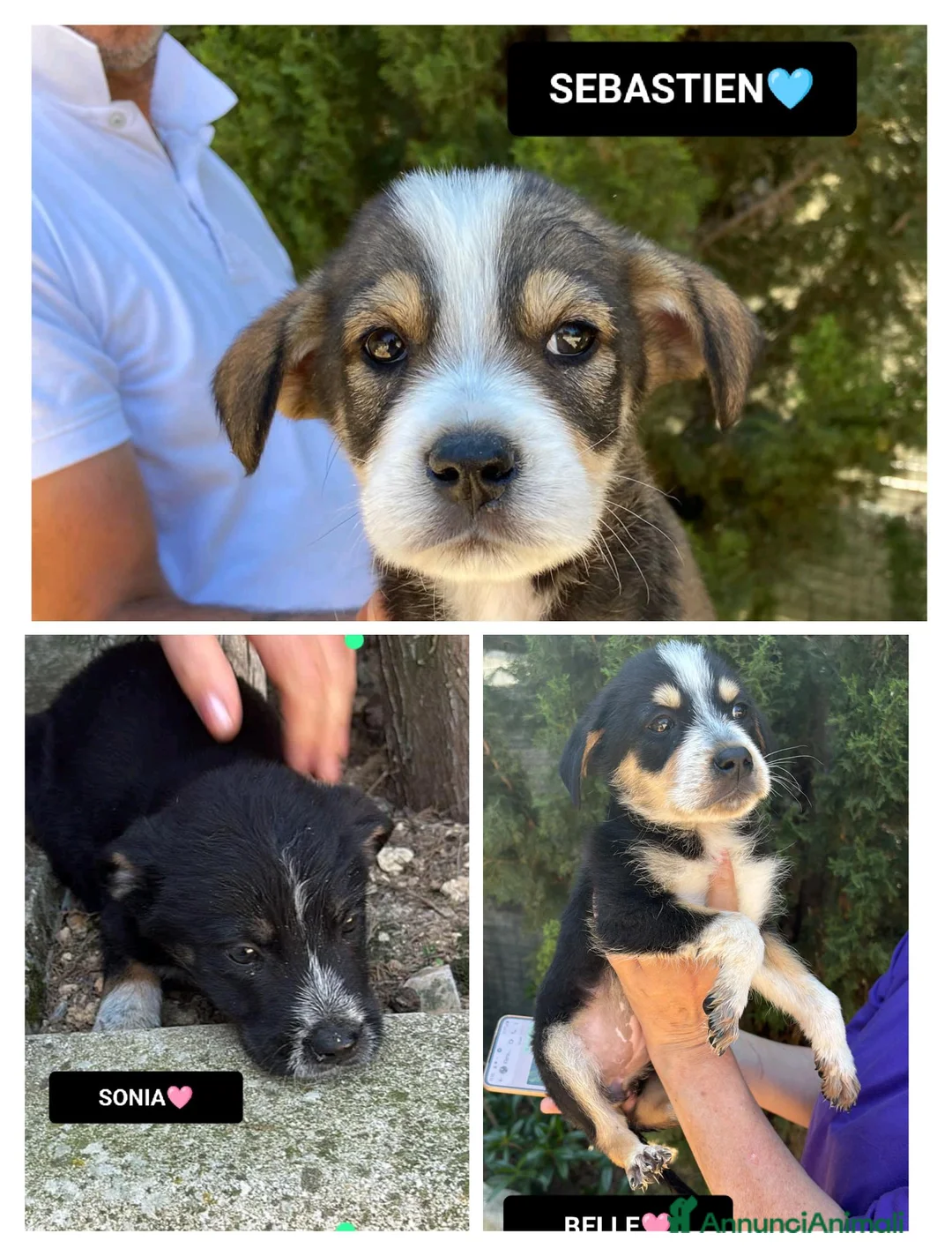 Meticcio cani in regalo: SONIA, BELLE E SEBASTIEN, - Annuncio 1