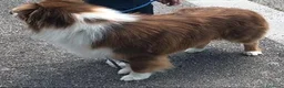 Australian Shepherd cani per accoppiamento: Pastore australiano per monte - Annuncio 2