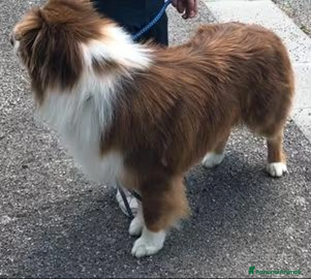 Australian Shepherd cani per accoppiamento: Pastore australiano per monte - Annuncio 2