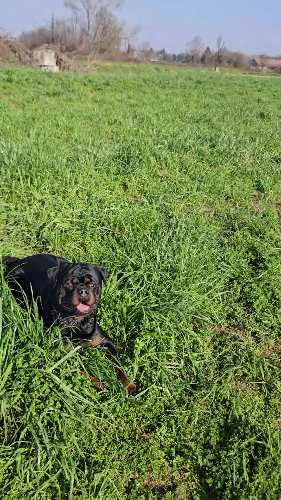 Rottweiler cani per accoppiamento: Disponibile per monta a Città metropolitana di Milano - Video 1