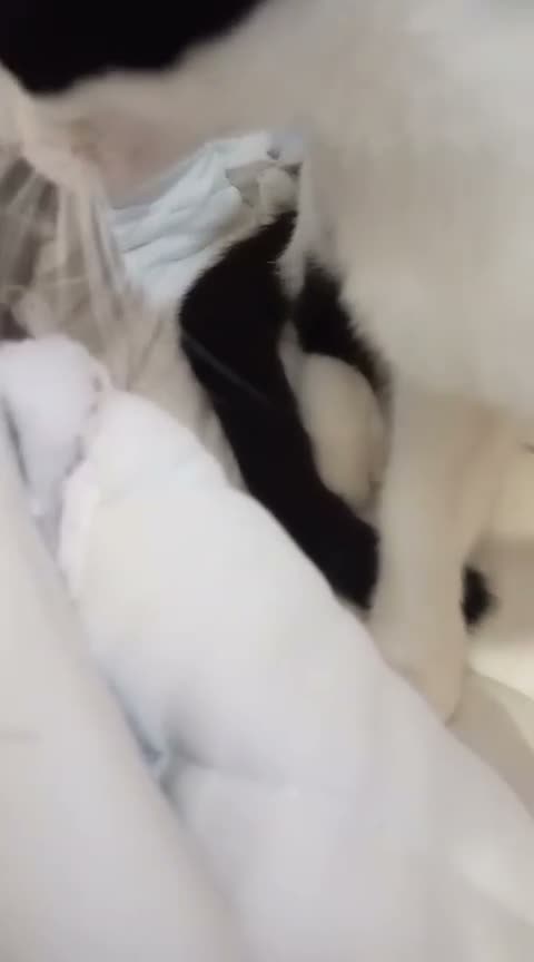 Europeo gatti in regalo: gattino 3 mesi cerca casa🖤 - Video 1