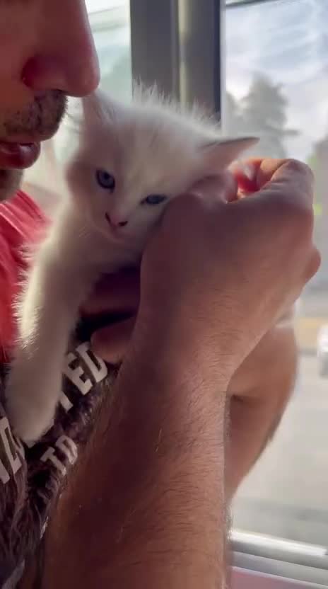 Ragdoll gatti in vendita: Splendida cucciola Ragdoll Blue Tabby Bicolor  - Video 1