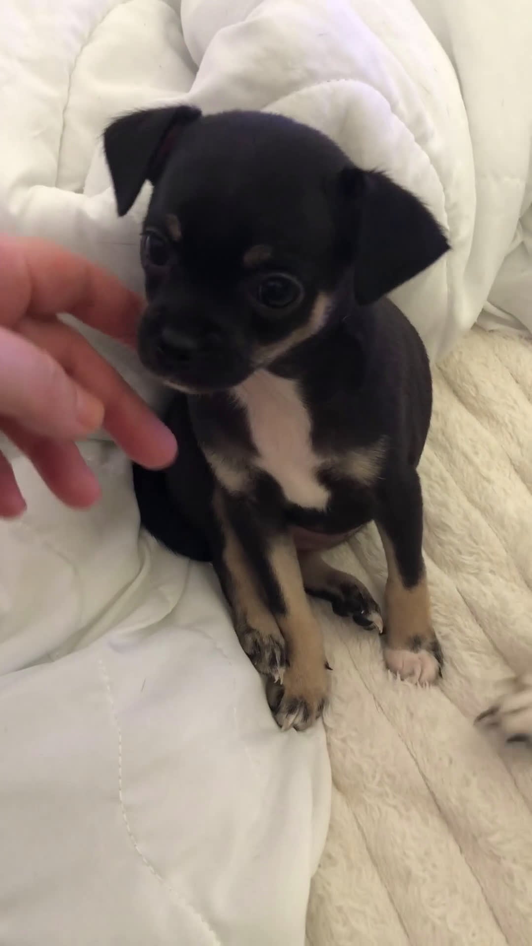 Chihuahua cani in vendita: Extra chihuahua  - Video 1