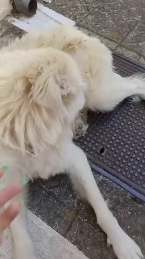 Meticcio cani in regalo: FABIANA MIX MAREMMANO - Video 2