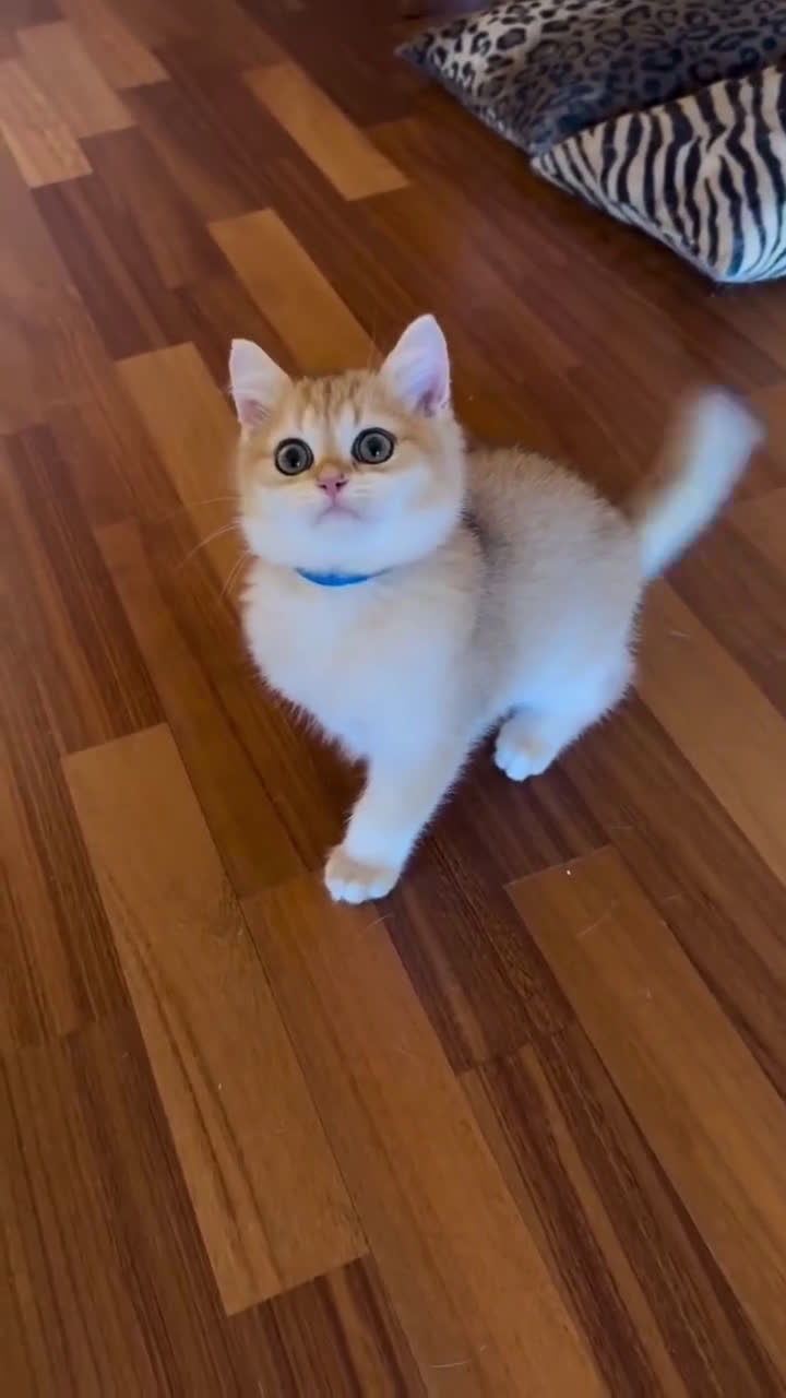 British gatti in vendita: Cucciolo british golden con pedigree  - Video 2