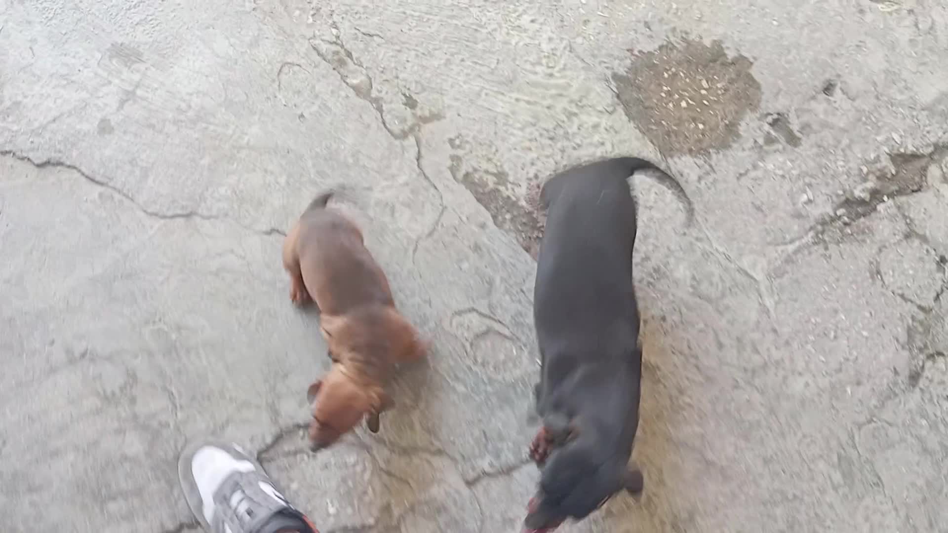 Bassotto cani in vendita: Cuccioli di bassotto - Video 1