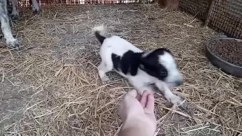 Meticcio cani in regalo: Cuccioli di taglia media piccola  - Video 1