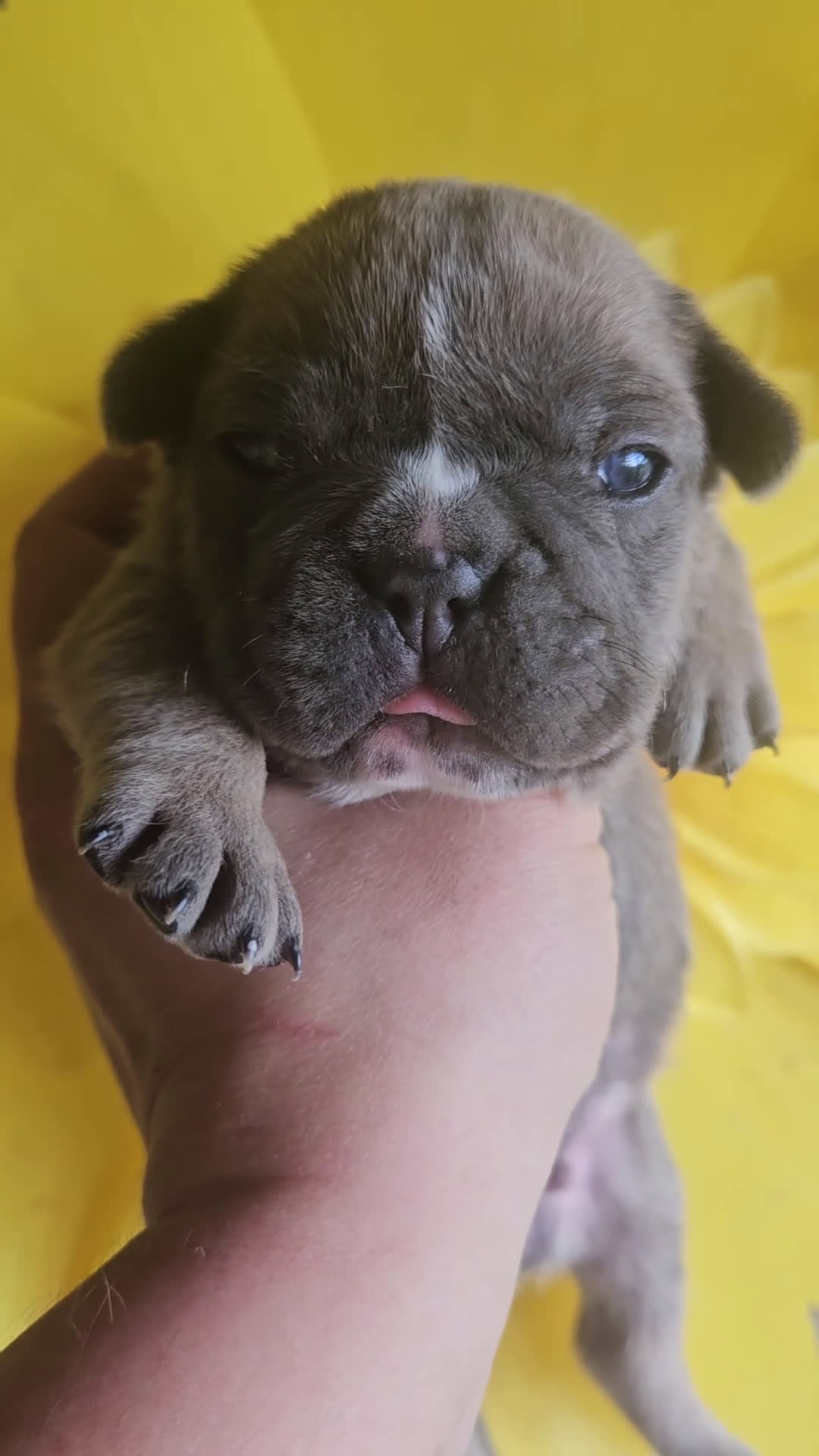 Bulldog Francese cani in vendita: Bulldog francese  - Video 1