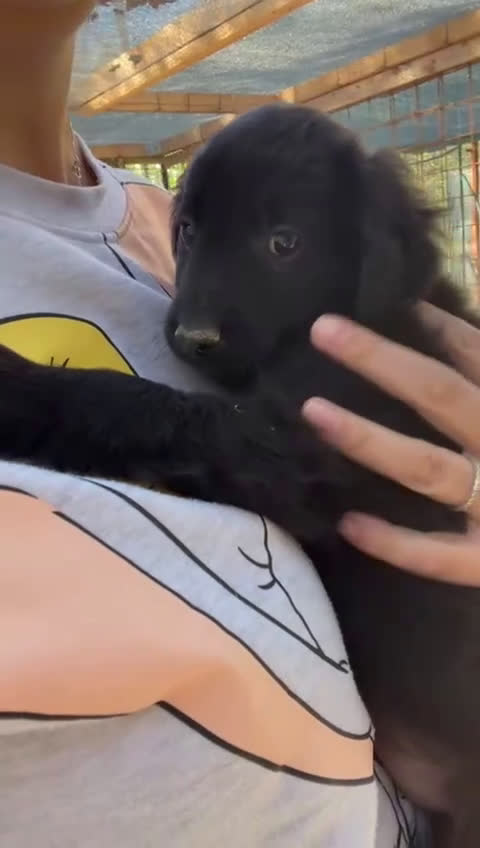 Meticcio cani in regalo: ZAFFIRO SMERALDO DIAMANTE - Video 2