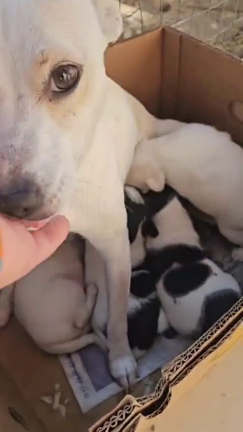 Meticcio cani in regalo: ELIOS: 2 MESI TAGLIA PICCOLA  - Video 3