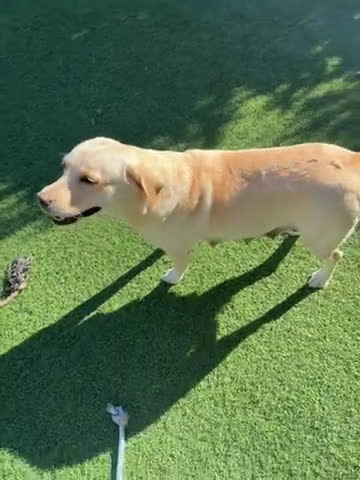 Labrador cani in vendita: Cuccioli Labrador Retriever con pedigree a Provincia di Pisa - Video 1