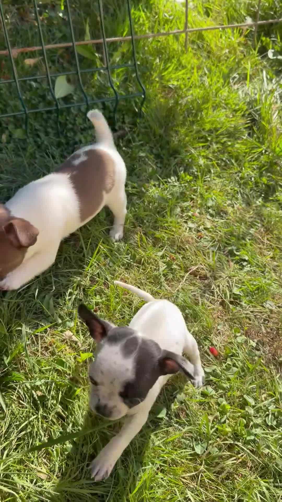Chihuahua cani in vendita: Cuccioli di chihuahua  - Video 1