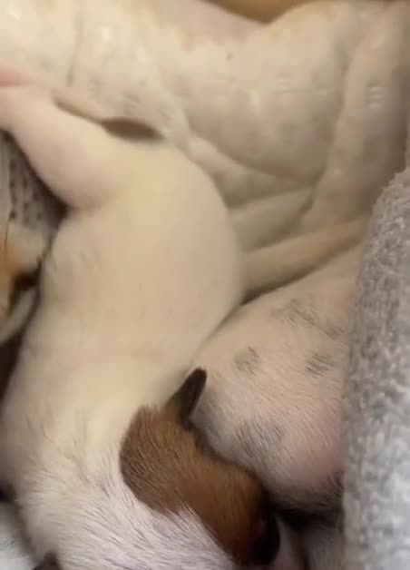 Jack Russell cani in vendita: Gek russel toy . - Video 2