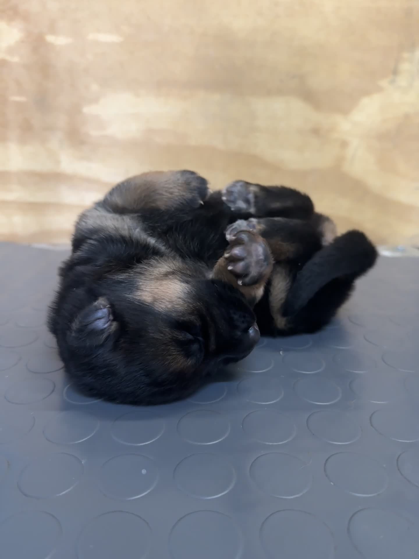 Pastore Tedesco cani in vendita: Cucciola di Pastore Tedesco  - Video 1