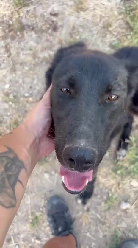 Meticcio cani in regalo: Buio, un cucciolo in cerca di aiuto  - Video 1