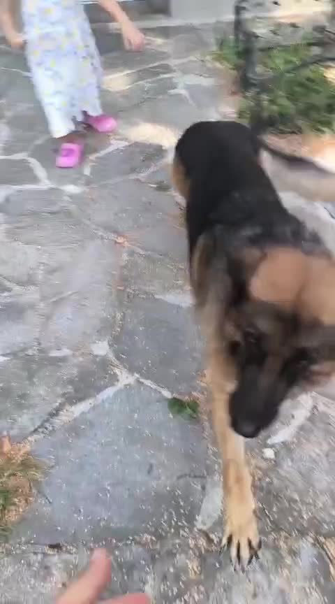 Pastore Tedesco cani in regalo: Pastore tedesco con pedigree 5 anni a Provincia di Varese - Video 1