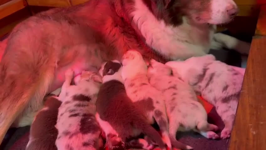 Australian Shepherd cani in vendita: Vendesi Cuccioli di Pastore Australiano  RED MERLE - Video 1