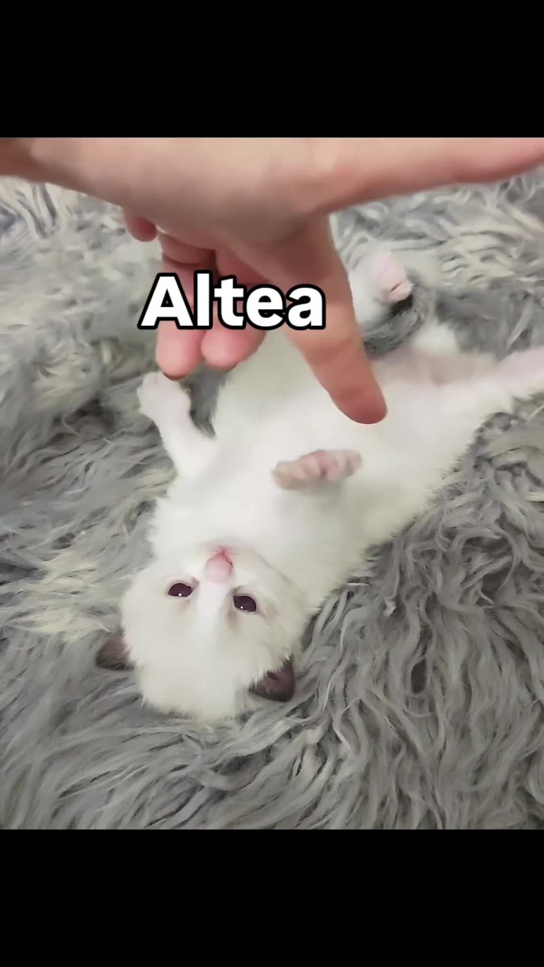 Ragdoll gatti in vendita: Femminucce ragdoll seal bicolore  a Città Metropolitana di Napoli - Video 3