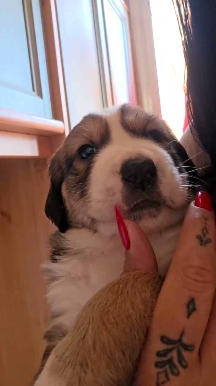 Meticcio cani in regalo: Regalasi cucciole di  due mesi  - Video 2