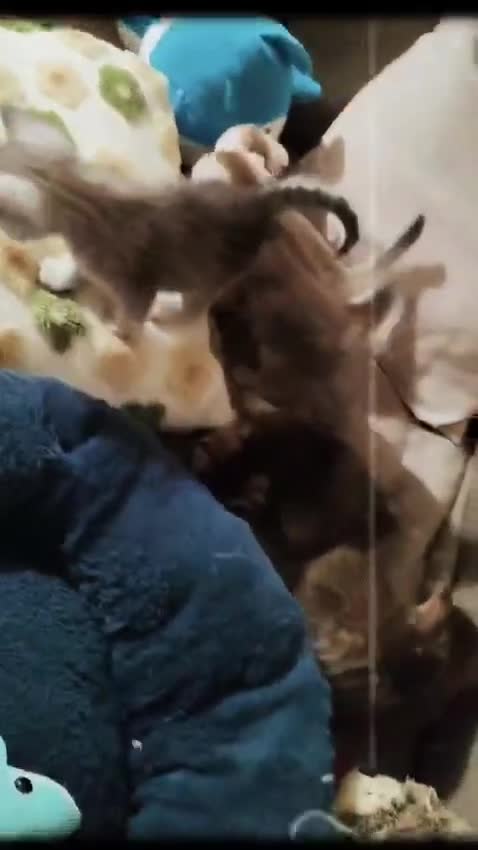 Scottish gatti in vendita: Gattini scottish fold, scottish straight - Video 2