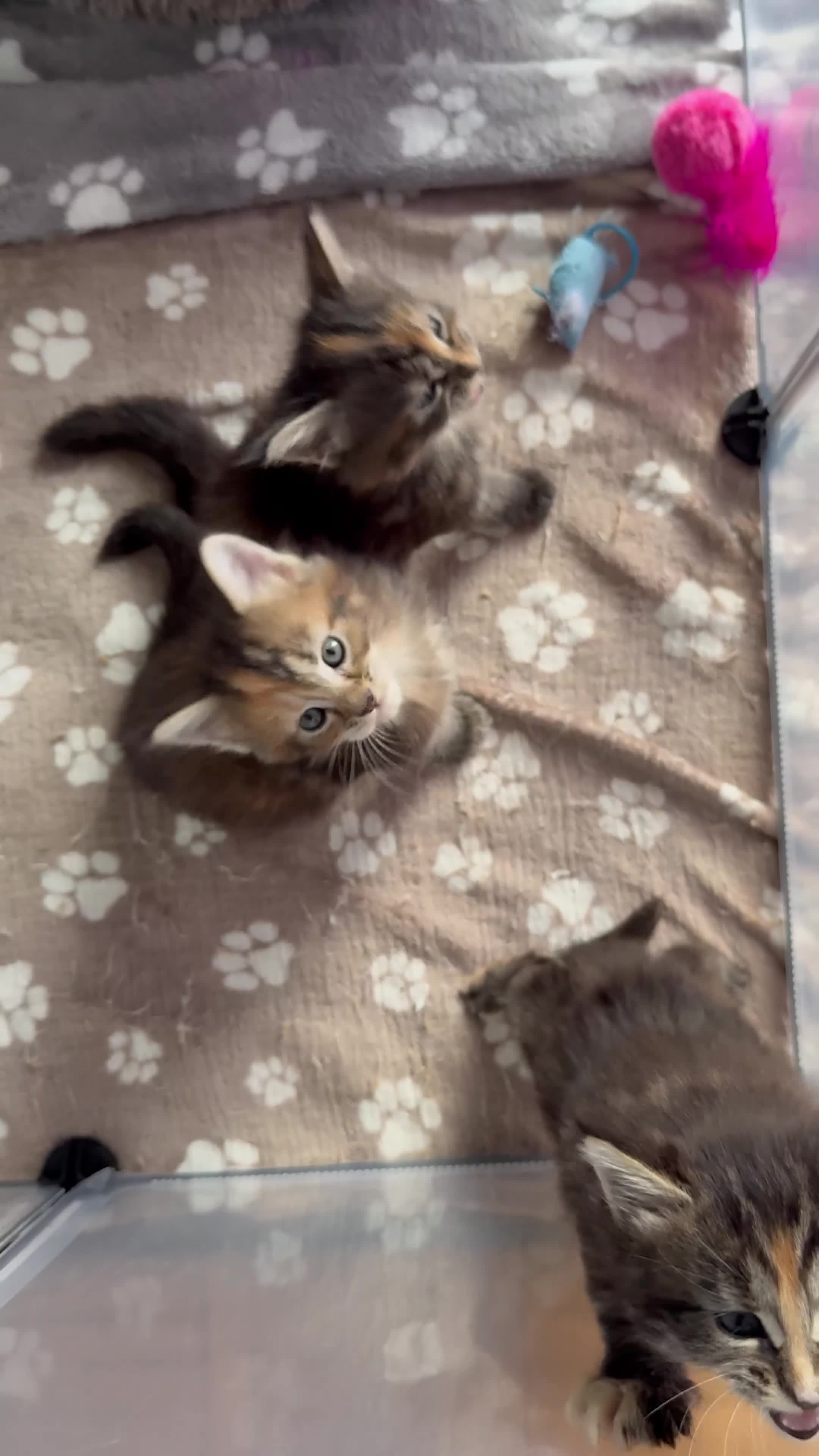 Maine Coon gatti in vendita: Tre cucciole di razza Maine coon  - Video 1