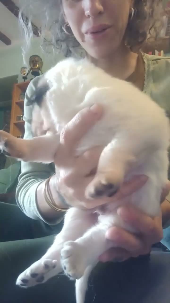 Cane da Montagna dei Pirenei cani in vendita: Cuccioli di Cane da Montagna dei Pirenei  - Video 3
