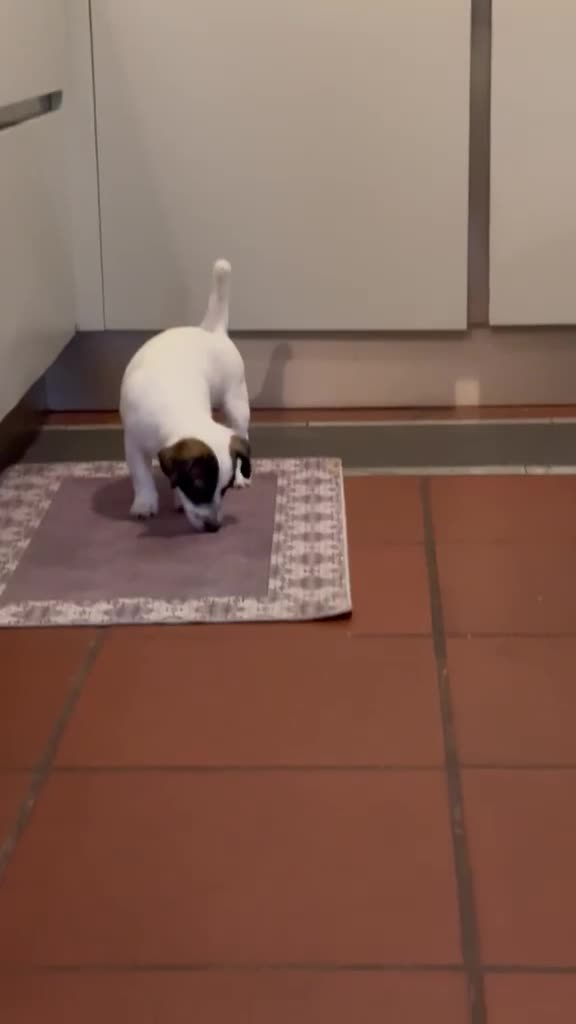 Jack Russell cani in vendita: 𝕊𝕋𝕌ℙ𝔼ℕ𝔻𝕀 ℂ𝕌ℂℂ𝕀𝕆𝕃𝕀 𝕁𝔸ℂ𝕂 ℝ𝕌𝕊𝕊𝔼𝕃𝕃 a Città metropolitana di Roma Capitale - Video 1