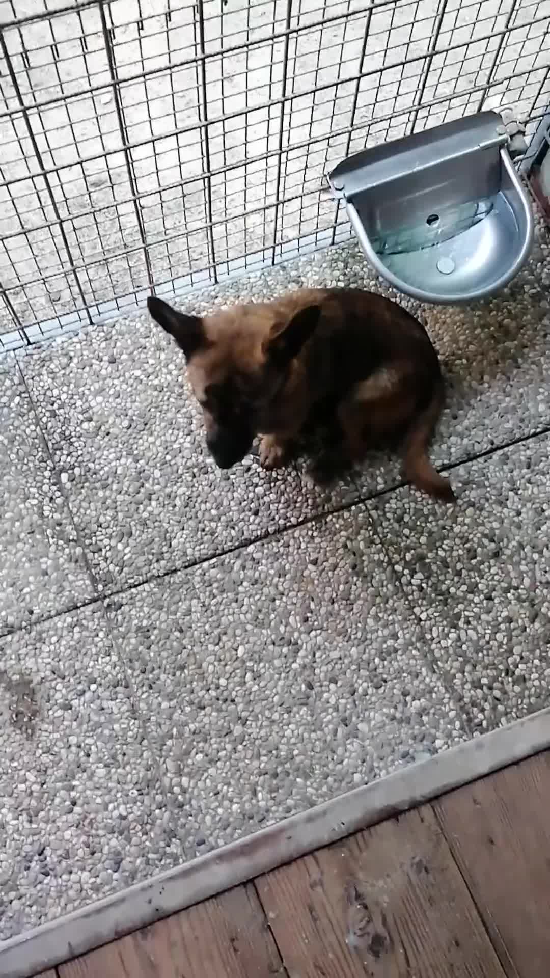 Pinscher Miniatura cani in regalo: Dan, Pinscher mix in Canile a Rovigo - Video 1