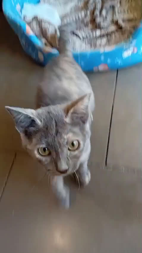 Meticcio gatti in regalo: LA DOLCISSIMA TEMPESTA - Video 2