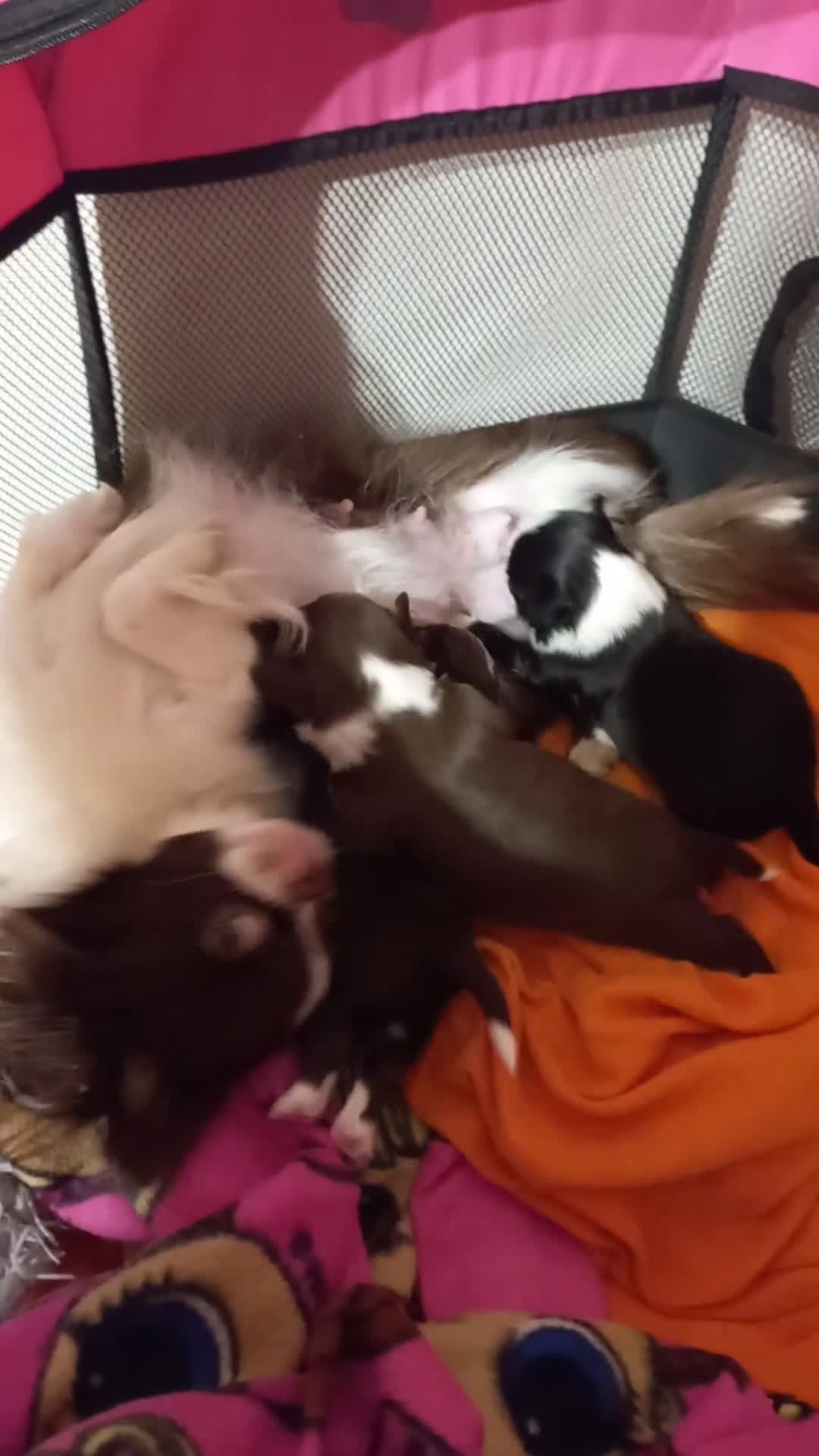 Chihuahua cani in vendita: Chihuahua a pelo lungo  - Video 3