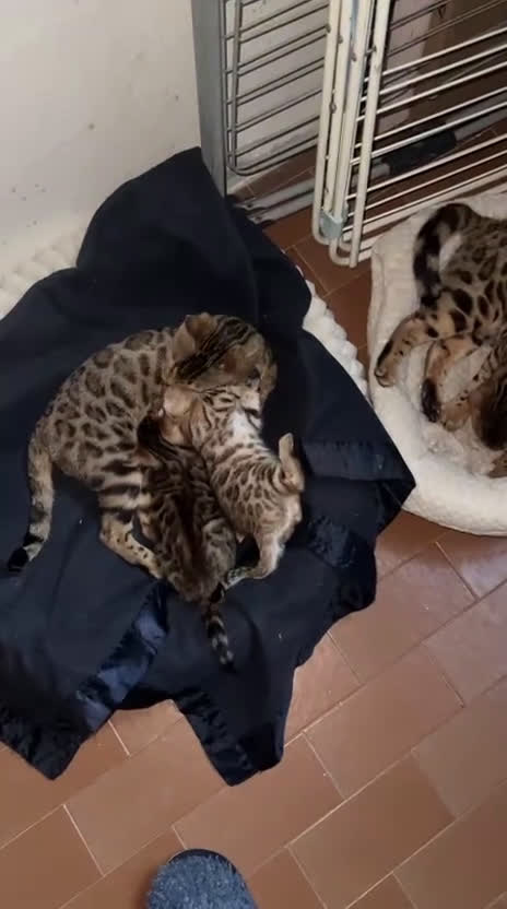 Bengala gatti in vendita: CUCCIOLO E ADULTO DI BENGALA  - Video 2