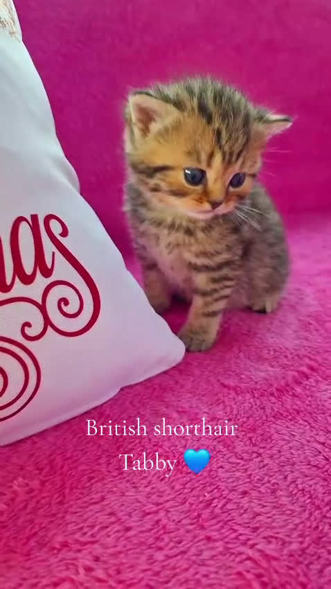 British gatti in vendita: British Shorthair  - Video 2