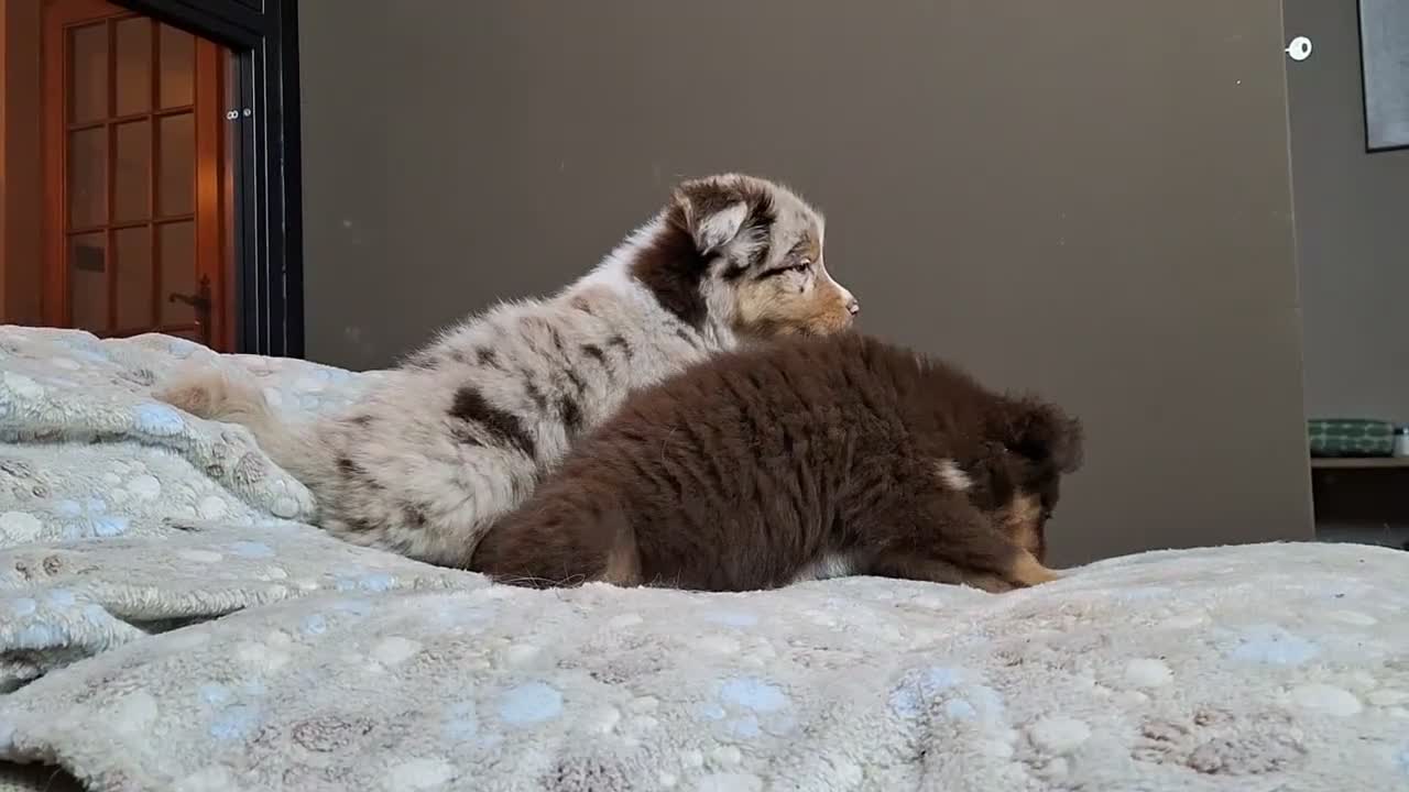 Australian Shepherd cani in vendita: cuccioli pastore australiano  - Video 4