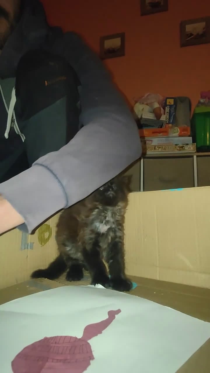 Maine Coon gatti in vendita: Cucciolo di Maine coon - Video 1