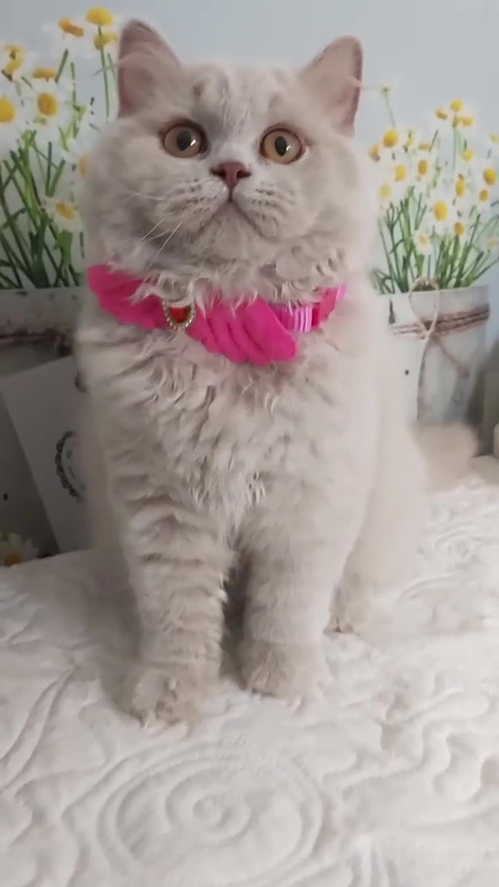 British gatti in vendita: British Longhair Femmina  - Video 1