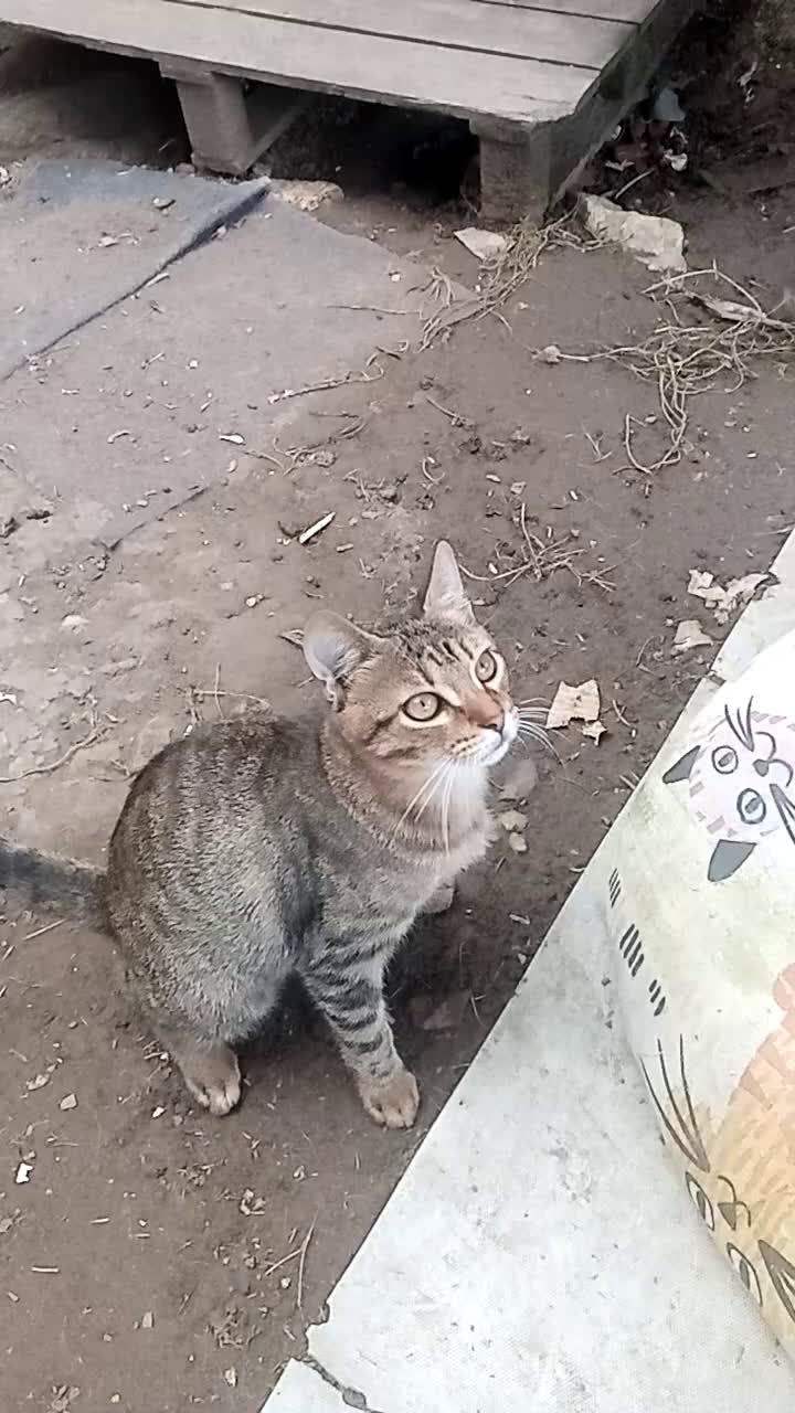 Altre razze gatti in regalo: Bellissimo tigratino a pelo corto - Video 1