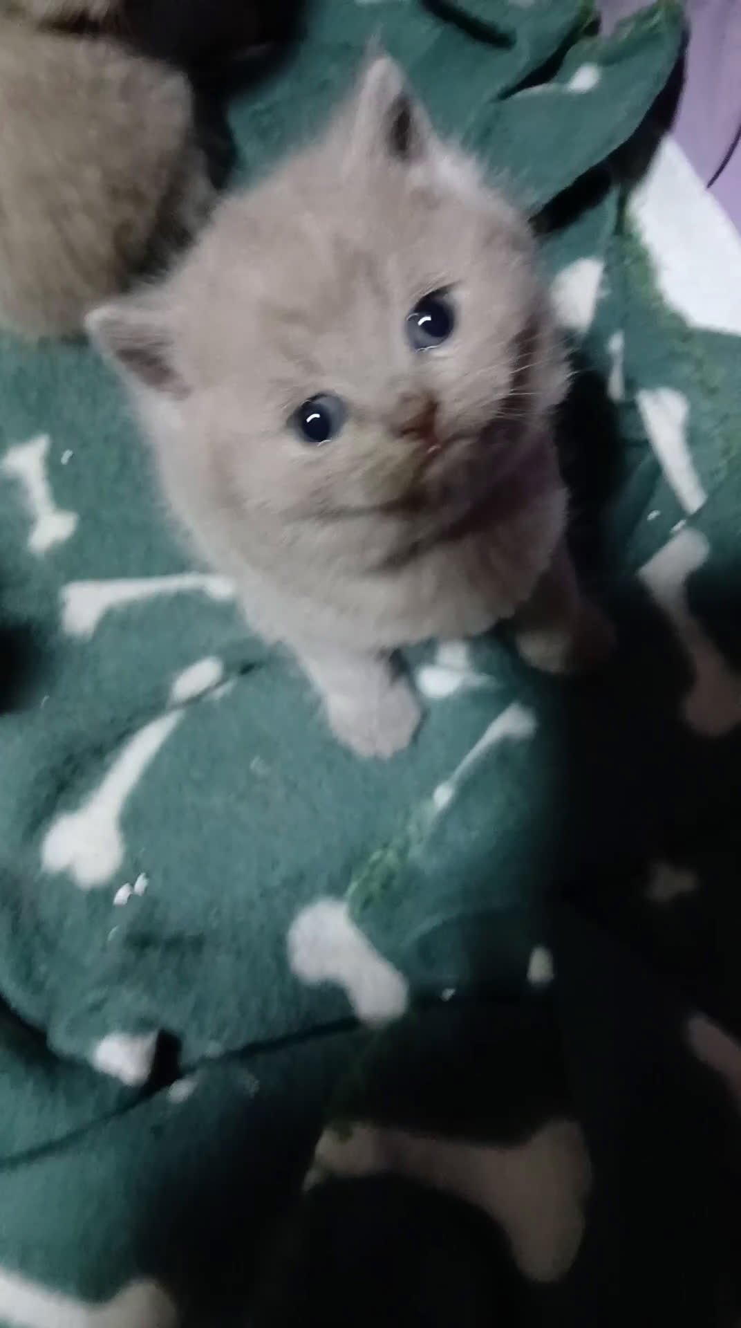 British gatti in vendita: British shortair - Video 1