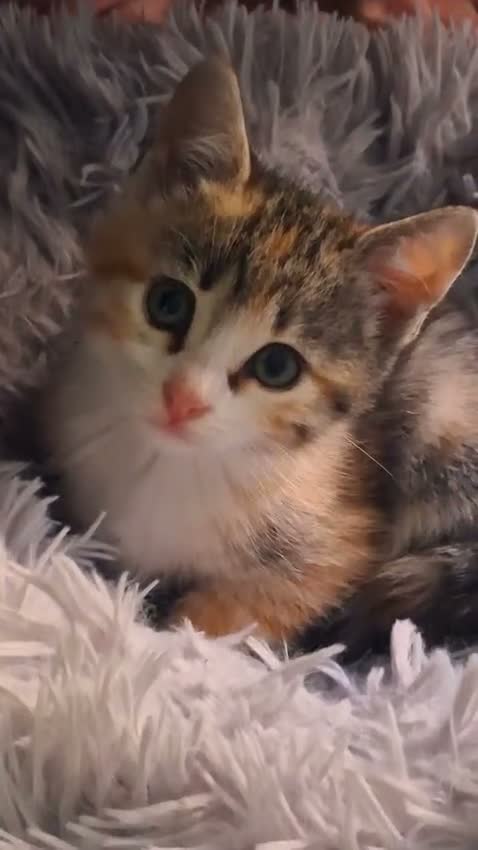 Europeo gatti in regalo: MILLY E MOLLY a Città metropolitana di Milano - Video 1
