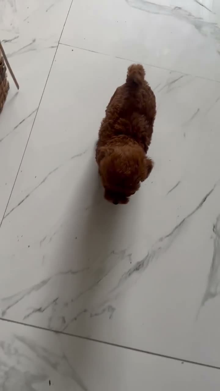 Barboncino Toy cani in vendita: Barboncini toy - Video 1