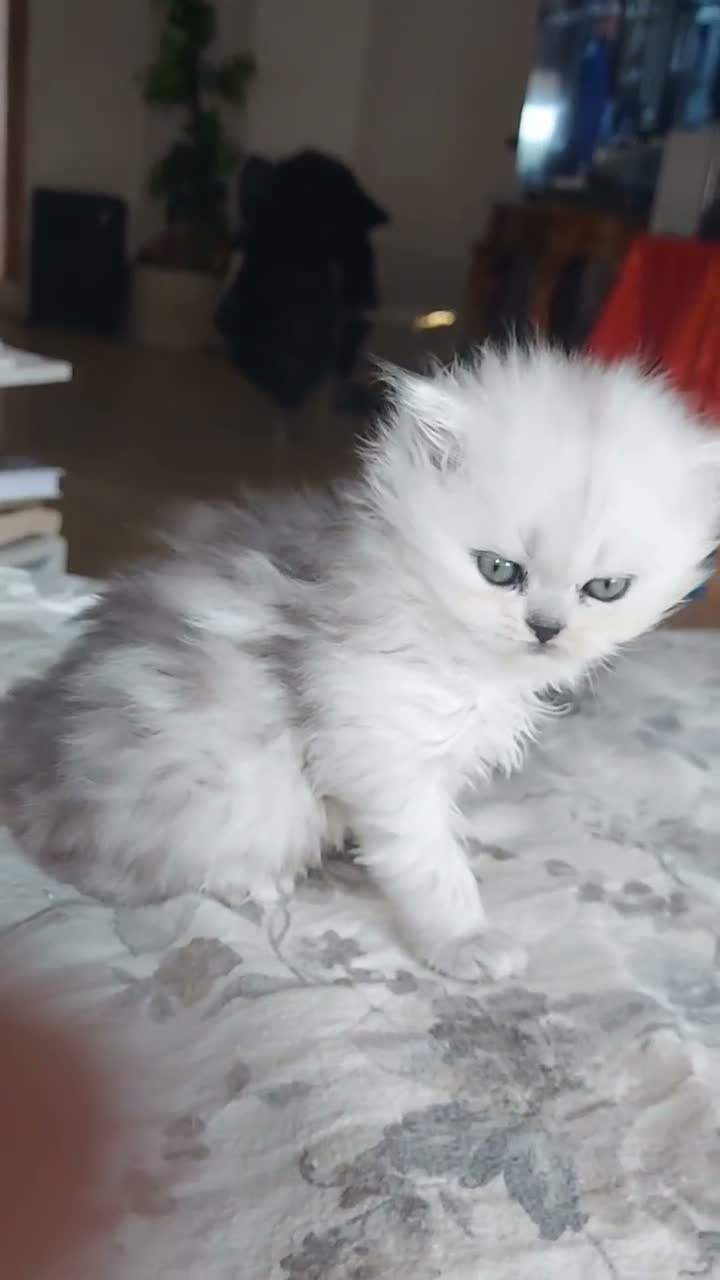 Persiano gatti in vendita: Deliziosi Persiani Cincilla Vendesi Roma  - Video 1