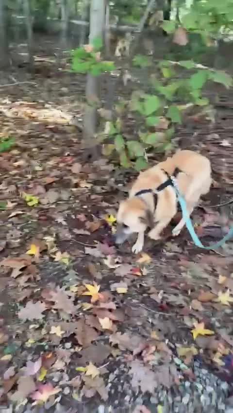 Meticcio cani in regalo: Splendida meticcia - RAJA - Video 1