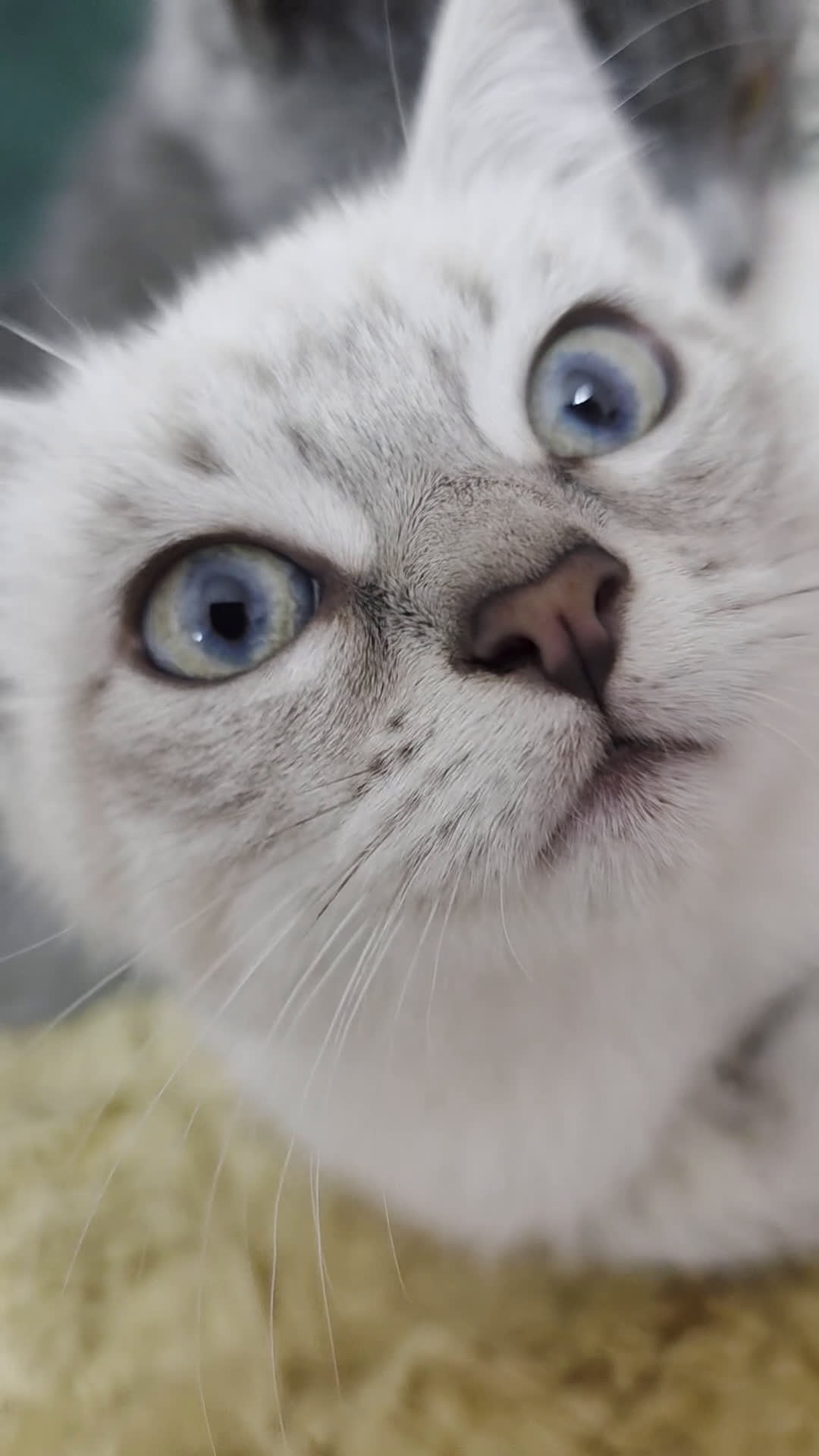 Certosino gatti in regalo: Adorabili Cuccioli di Gatto Grigio e Crema  - Video 1