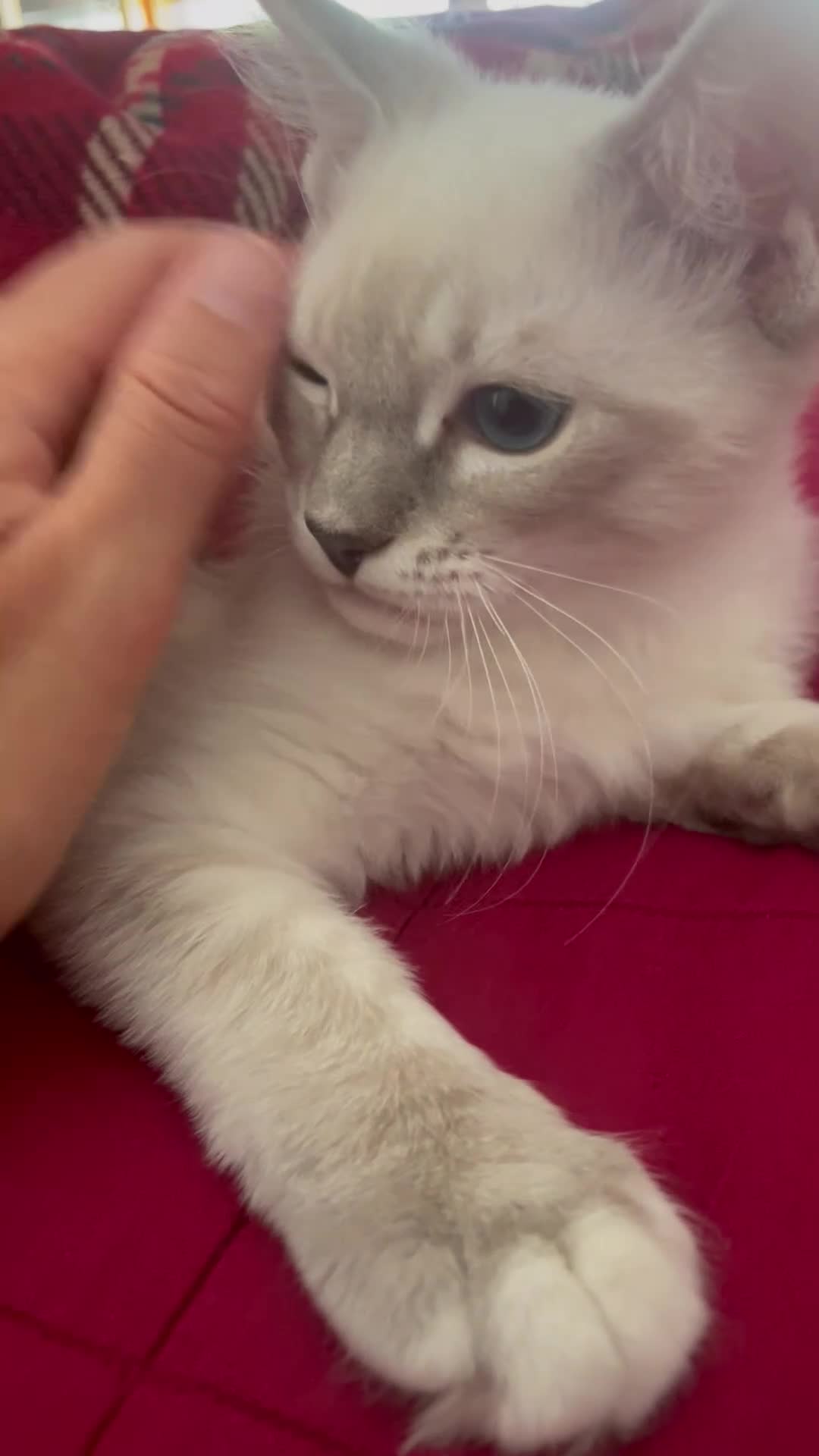 Ragdoll gatti in vendita: Gatto ragdoll - Video 1