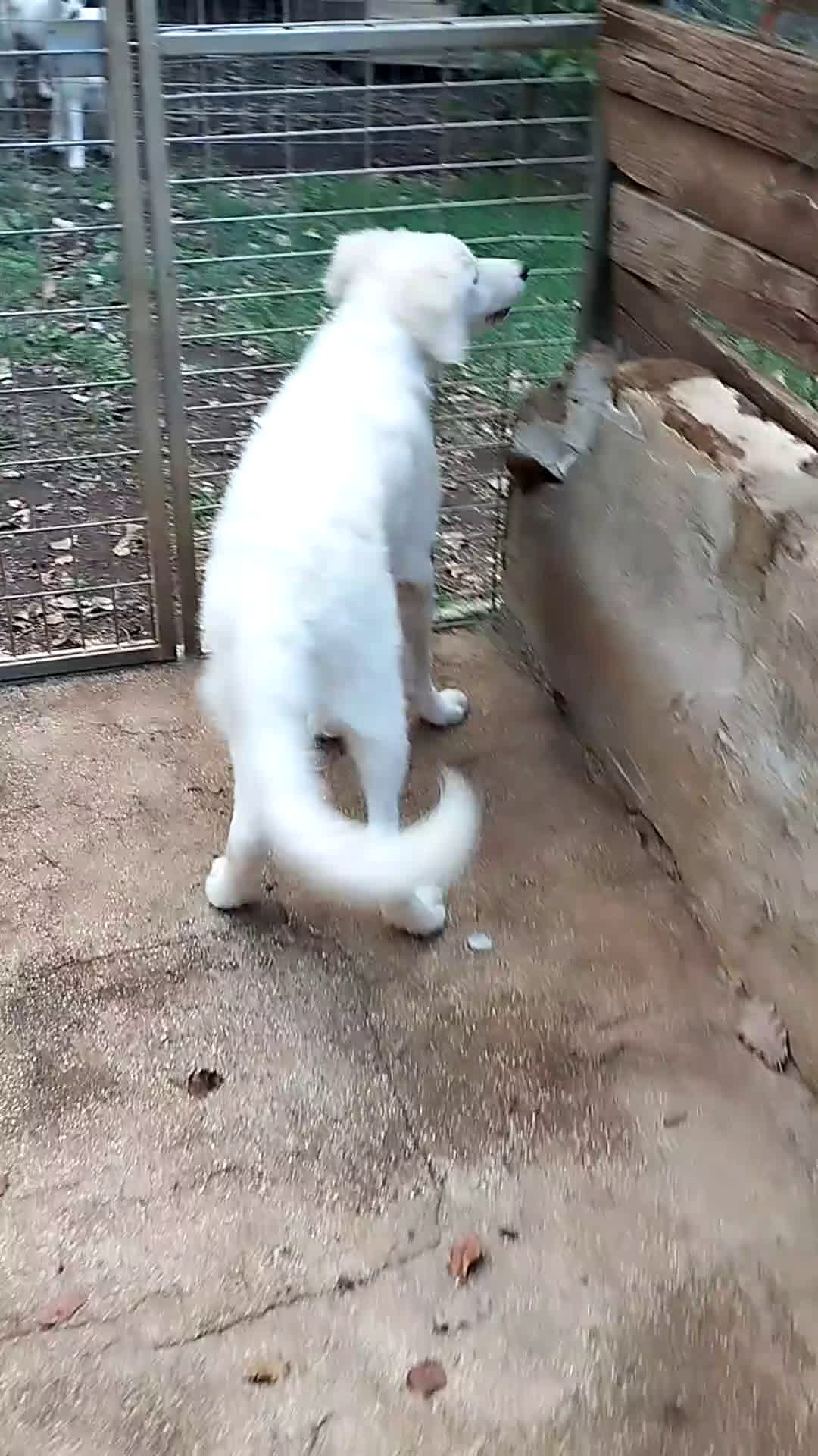 Pastore Maremmano cani in regalo: Splendido diamante! - Video 1