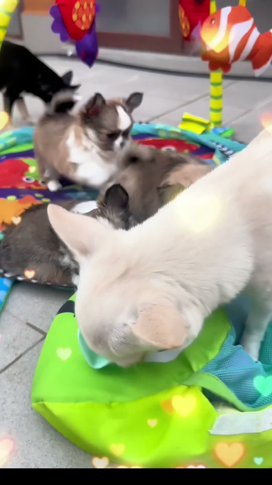 Chihuahua cani in vendita: cuccioli maschi pelo lungo con pedigree ENCI/FCI - Video 4