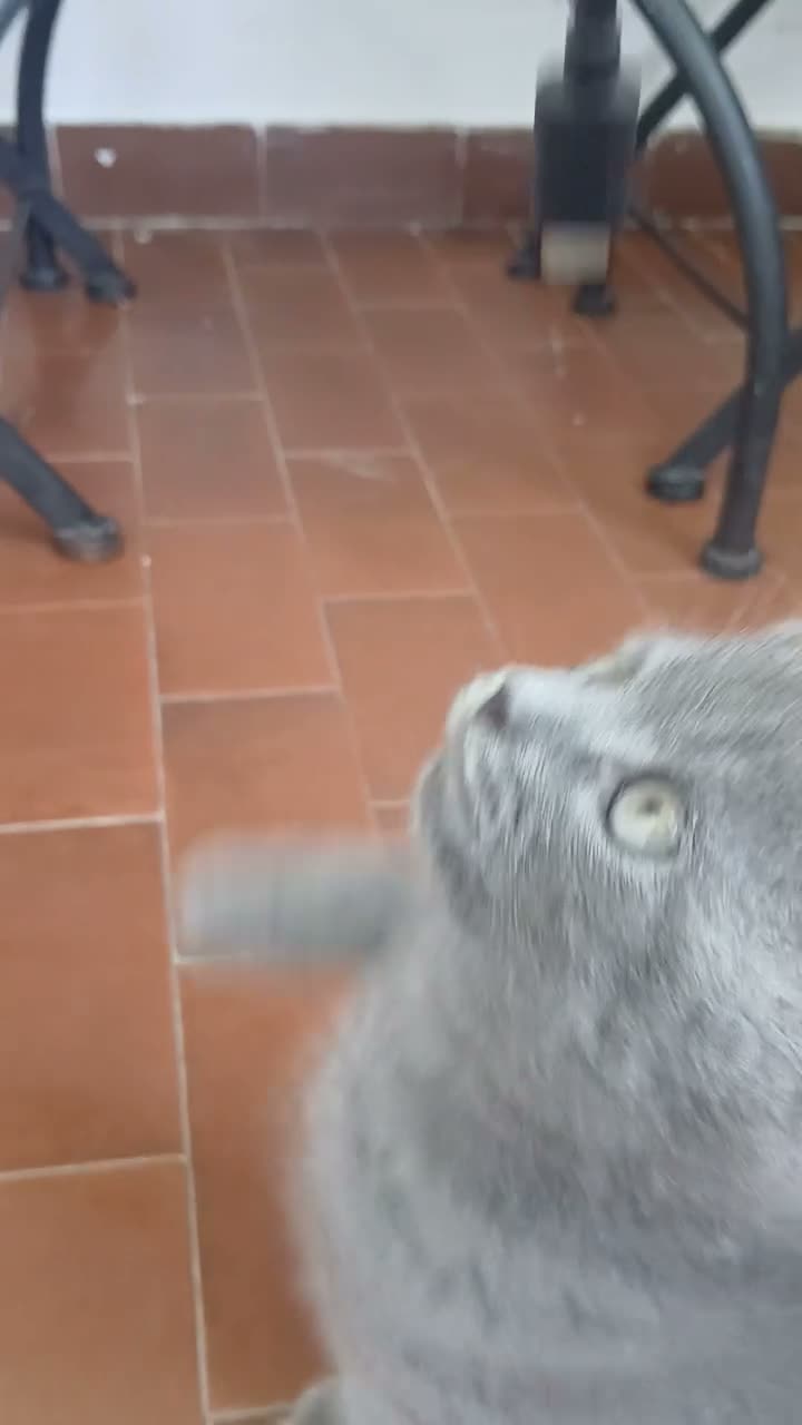 Scottish gatti in vendita: cuccioli scottish fold e straight  - Video 1