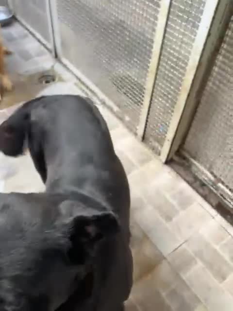 Labrador cani in regalo: Pina Labrador in Canile a Provincia di Rovigo - Video 2