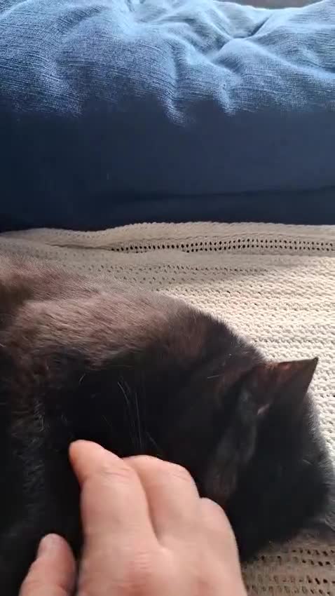 Europeo gatti in regalo: gatto cucciolo 7 mesi cerca casa🖤 - Video 1