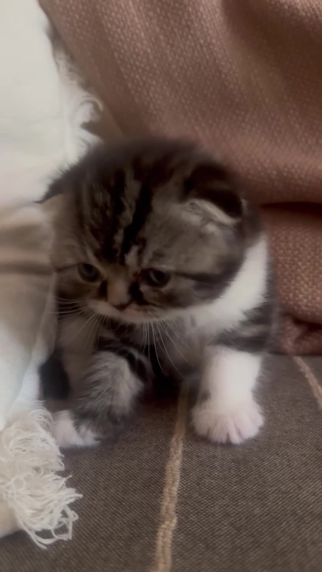 Scottish gatti in vendita: Cuccioli Scottish Fold  - Video 1