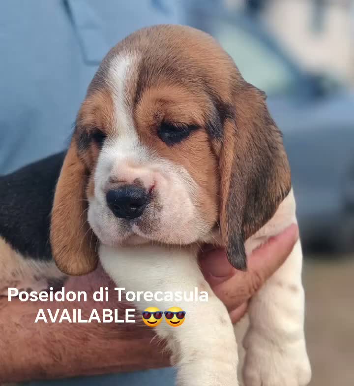 Beagle cani in vendita: Cuccioli di Beagle taglia piccola in standard  a Città metropolitana di Sassari - Video 3